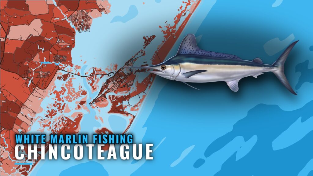 White Marlin Fishing Out of Chincoteague: Season and Grounds