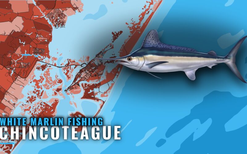 White Marlin Fishing Out of Chincoteague: Season and Grounds