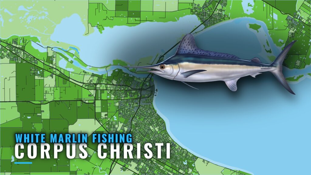 White Marlin Fishing out of Corpus Christi: Season and Runs