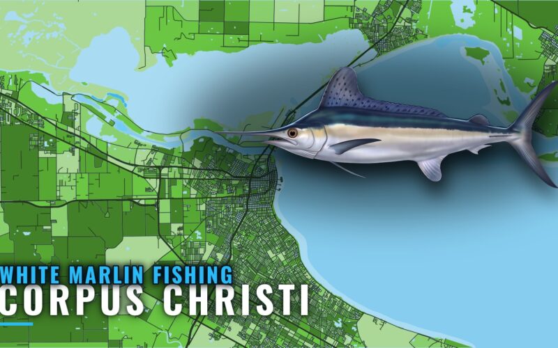 White Marlin Fishing out of Corpus Christi: Season and Runs