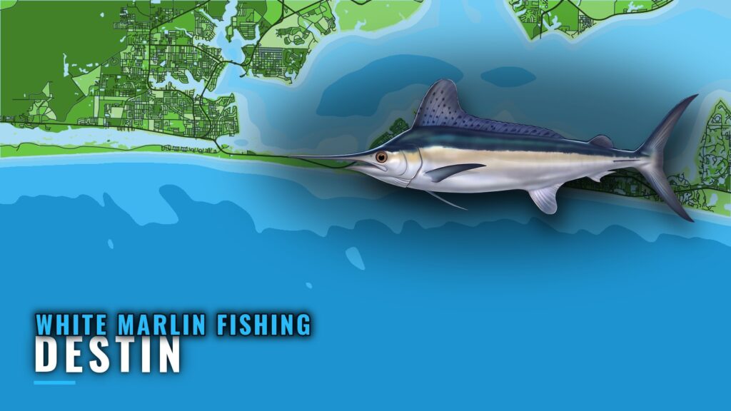 White Marlin Fishing out of Destin: Grounds and Season