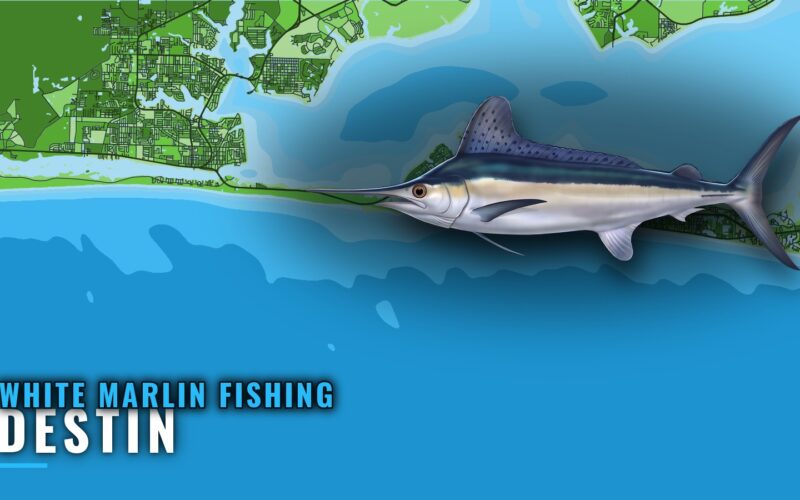 White Marlin Fishing out of Destin: Grounds and Season