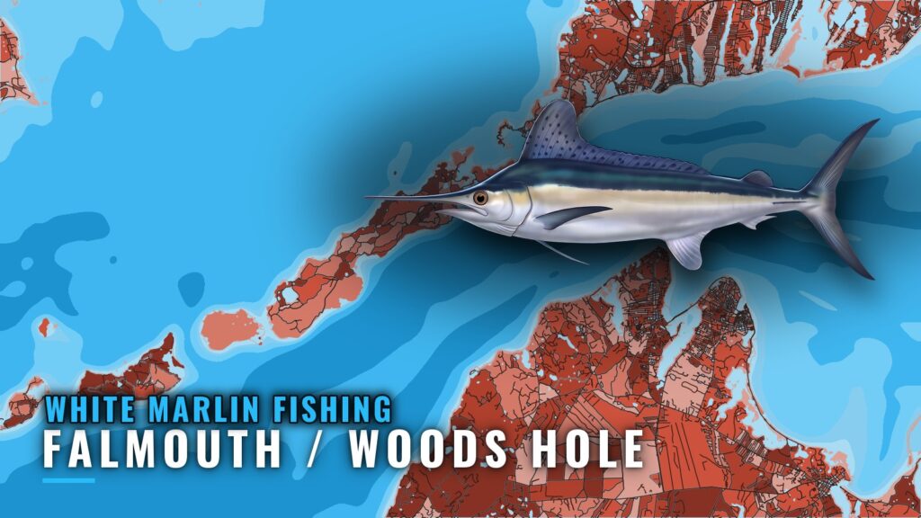 White Marlin Fishing Out of Falmouth / Woods Hole, MA