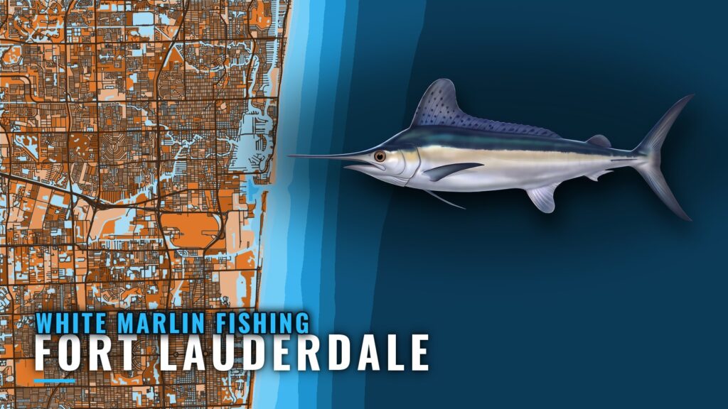 White Marlin Fishing out of Fort Lauderdale in October