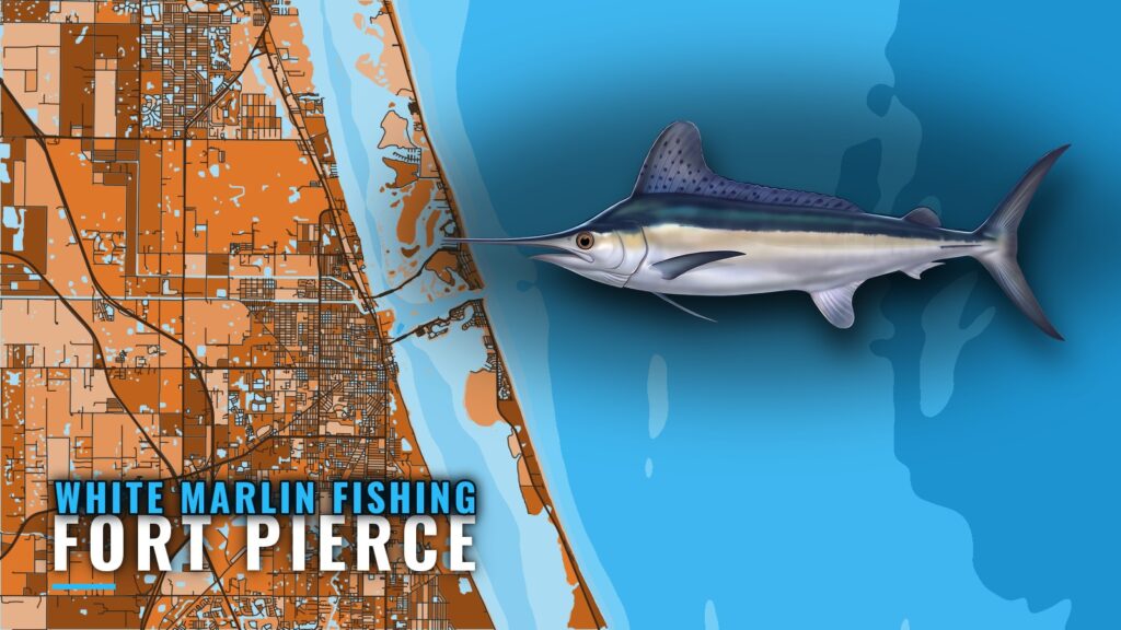 White Marlin Fishing out of Fort Pierce: When and Where