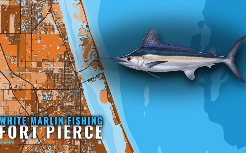 White Marlin Fishing out of Fort Pierce: When and Where