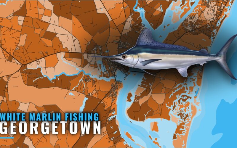 White Marlin Fishing out of Georgetown: A Waypoint Briefing