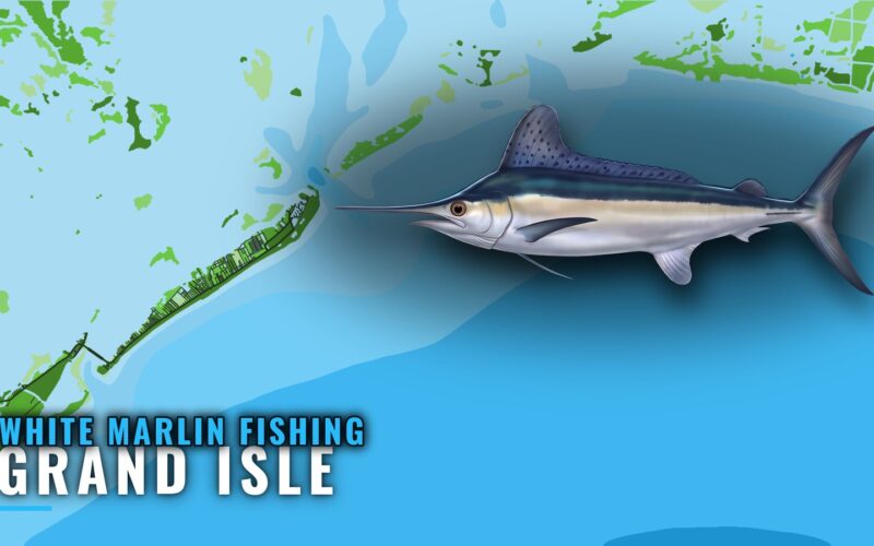 White marlin fishing out of Grand Isle: port briefing