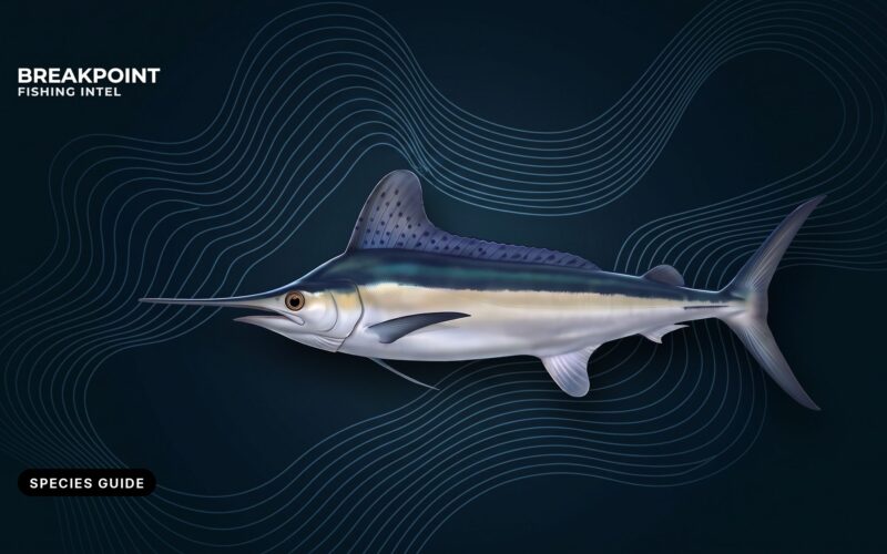 White Marlin Fishing Guide: ID, Seasons, Methods and Rules