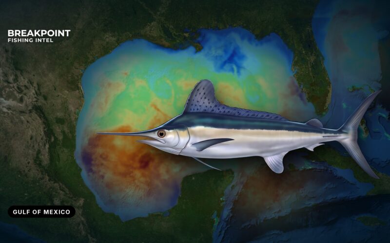 White Marlin Fishing in the Gulf of Mexico: Edges and Rules
