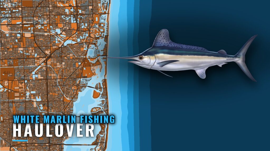White marlin fishing out of Haulover: grounds and depths