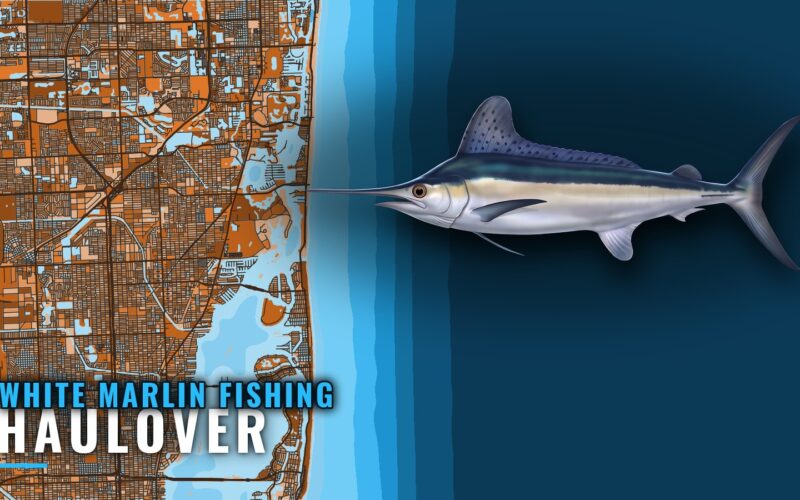 White marlin fishing out of Haulover: grounds and depths