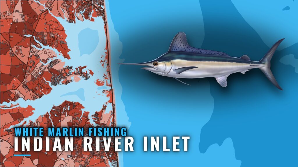 White marlin fishing out of Indian River Inlet, Delaware