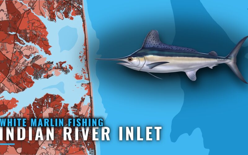 White marlin fishing out of Indian River Inlet, Delaware