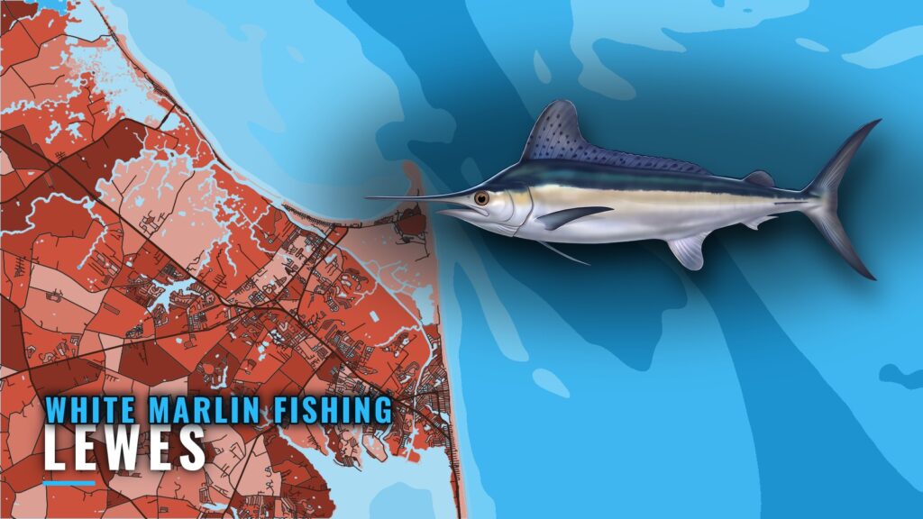 White marlin fishing out of Lewes: season, grounds, trips