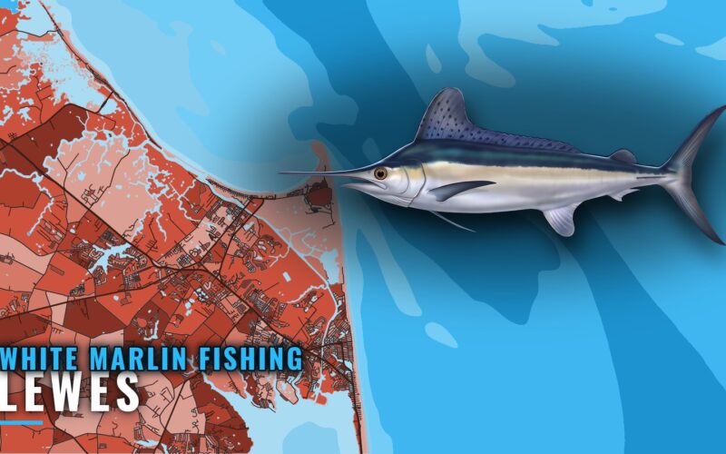 White marlin fishing out of Lewes: season, grounds, trips