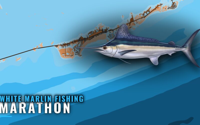 White Marlin Fishing out of Marathon: Humps and Structure