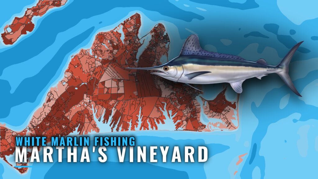 White Marlin Fishing out of Martha’s Vineyard: Canyon Guide