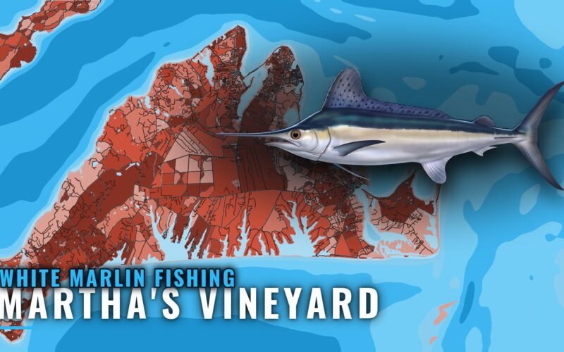 White Marlin Fishing out of Martha’s Vineyard: Canyon Guide