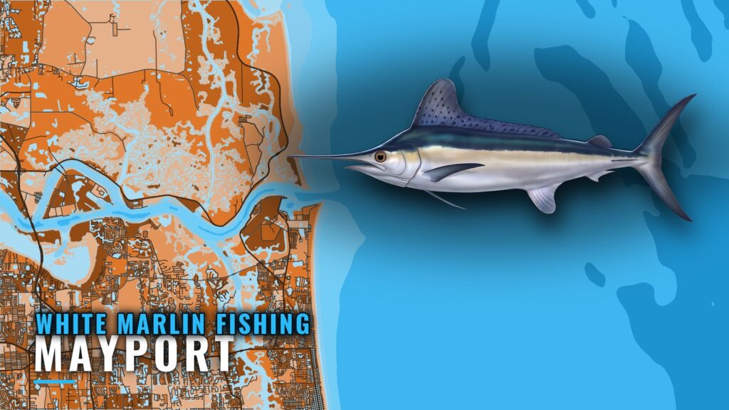 White Marlin Fishing out of Mayport: The Dry Dock Run