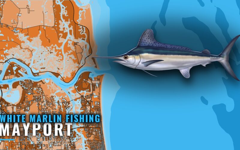 White Marlin Fishing out of Mayport: The Dry Dock Run