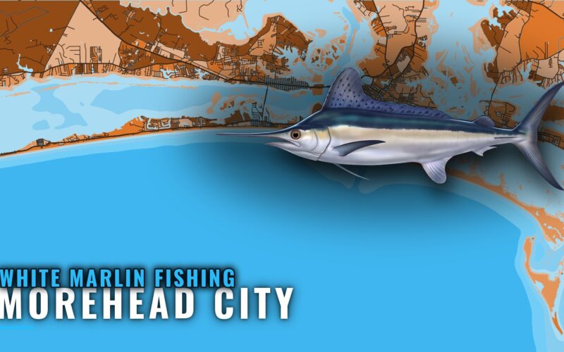 White Marlin Fishing out of Morehead City: When and Where
