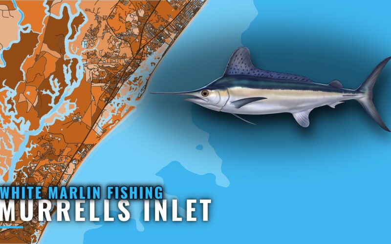 White Marlin Fishing Out of Murrells Inlet: Run and Grounds