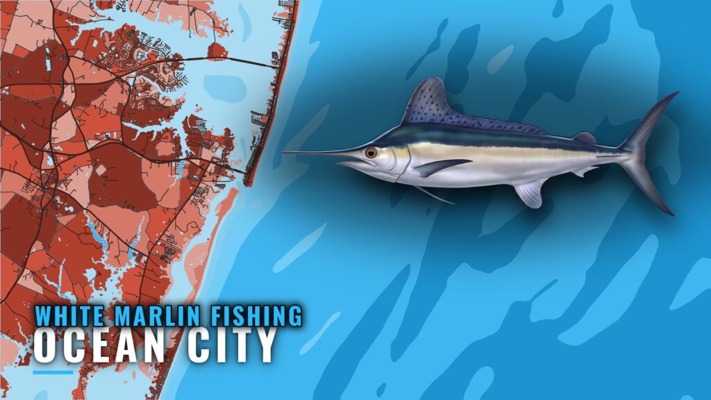 White Marlin Fishing Out of Ocean City, Maryland