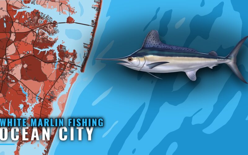 White Marlin Fishing Out of Ocean City, Maryland