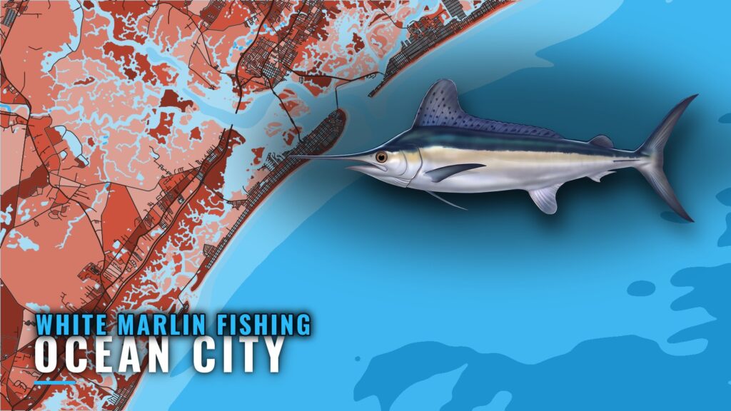White Marlin Fishing out of Ocean City, NJ: Run and Season