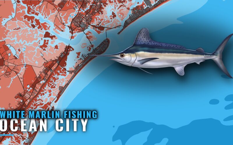 White Marlin Fishing out of Ocean City, NJ: Run and Season