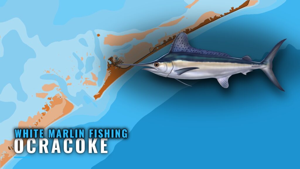 White Marlin Fishing out of Ocracoke: Grounds and Season