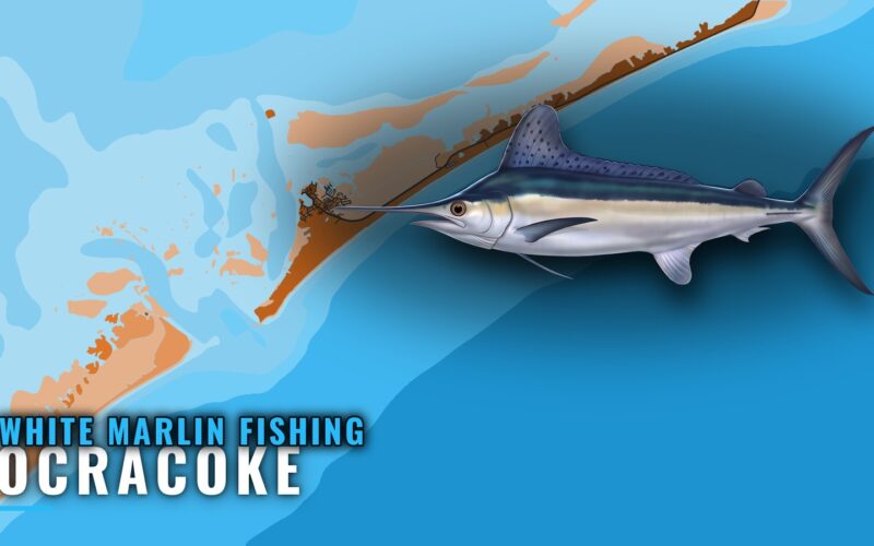 White Marlin Fishing out of Ocracoke: Grounds and Season