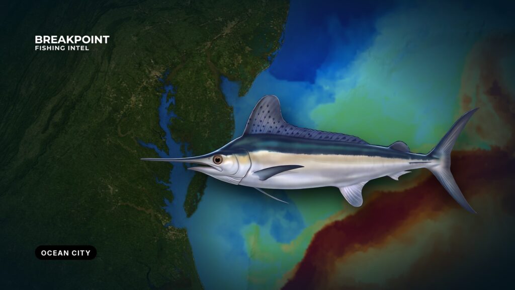 White Marlin Fishing off Ocean City, Maryland: Canyon Guide