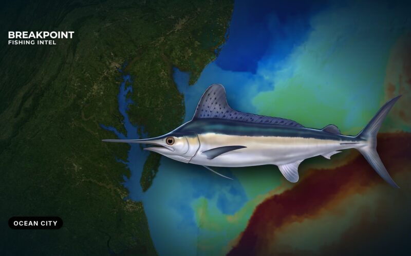 White Marlin Fishing off Ocean City, Maryland: Canyon Guide
