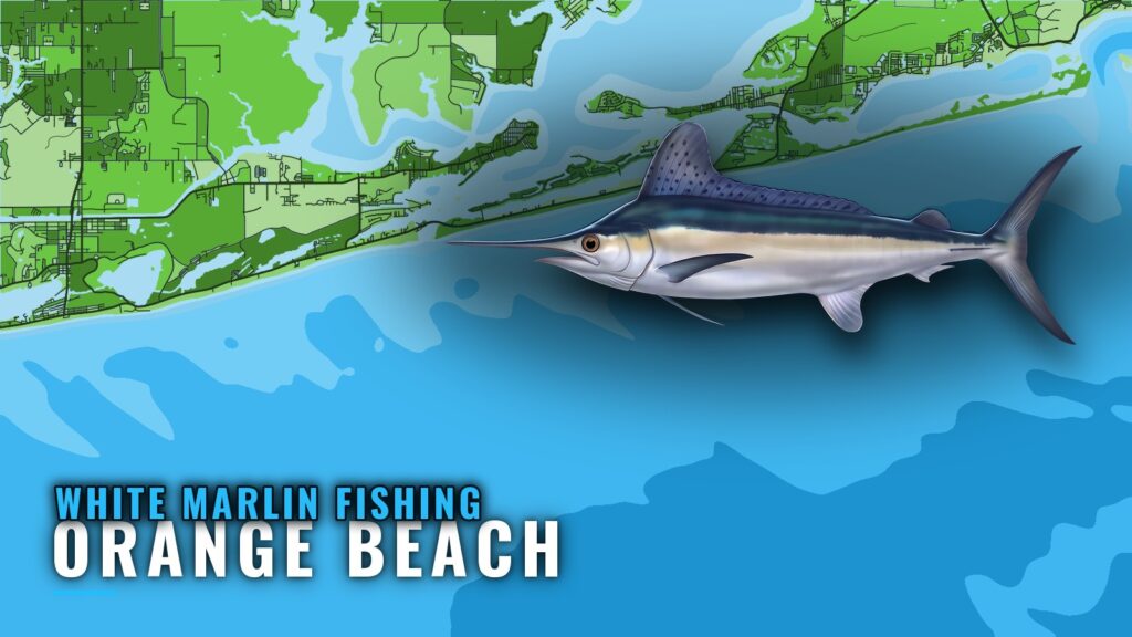 White Marlin Fishing out of Orange Beach: Runs and Grounds