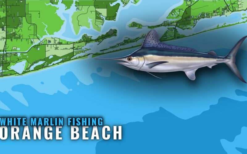 White Marlin Fishing out of Orange Beach: Runs and Grounds