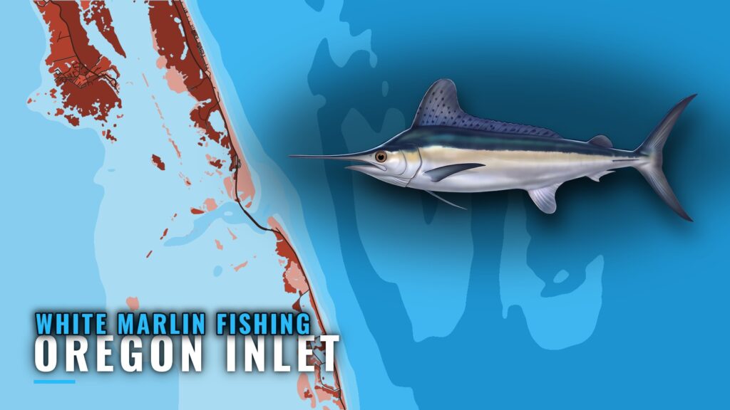 White Marlin Fishing out of Oregon Inlet: When and Where