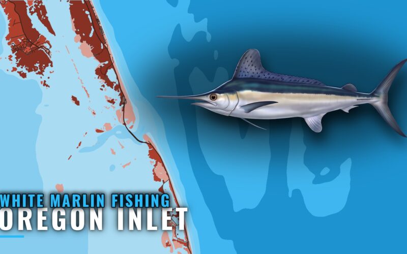 White Marlin Fishing out of Oregon Inlet: When and Where