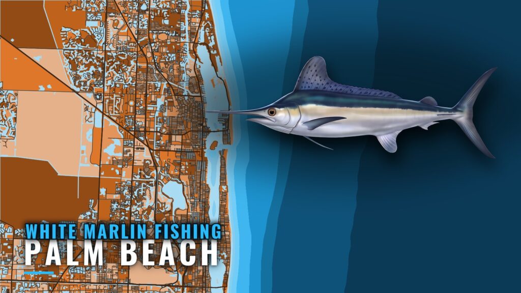White marlin fishing out of Palm Beach: grounds and season