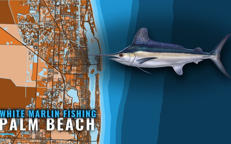 White marlin fishing out of Palm Beach: grounds and season