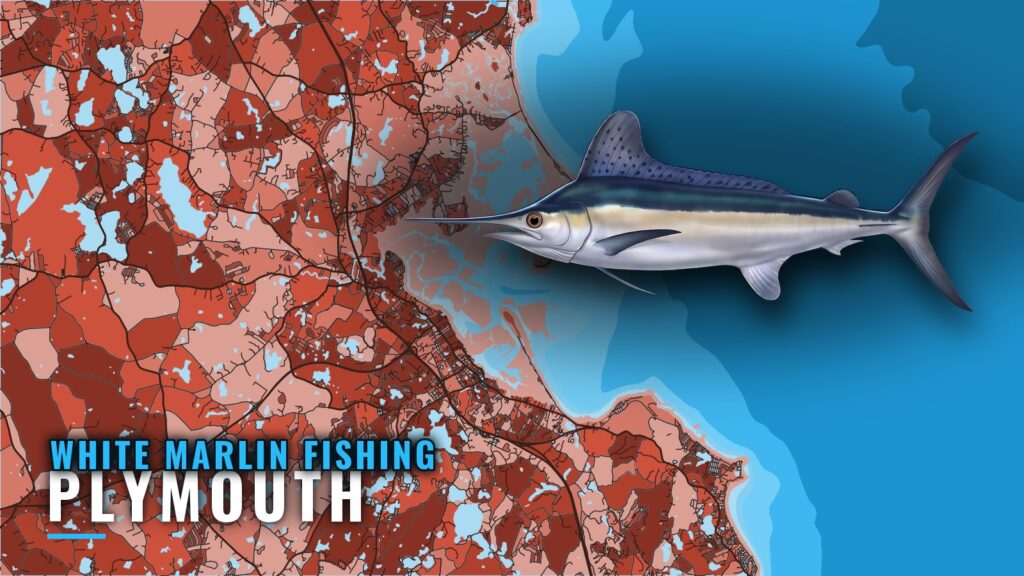 White Marlin Fishing Out of Plymouth: A Straight Answer