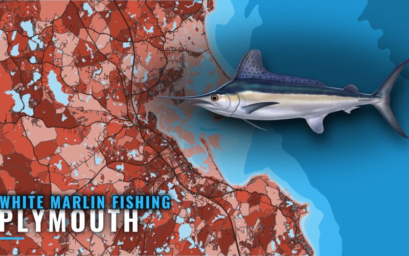 White Marlin Fishing Out of Plymouth: A Straight Answer
