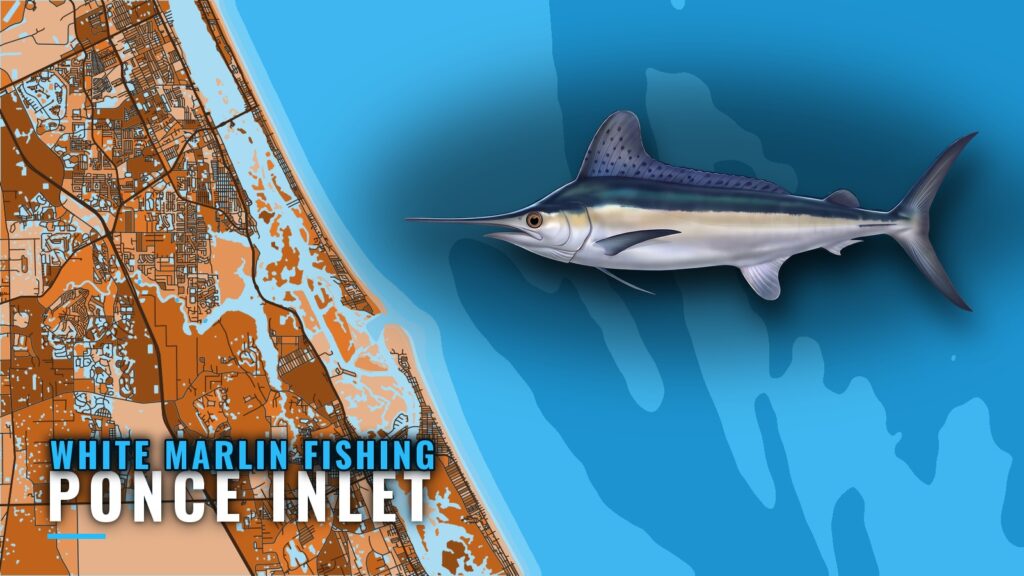 White Marlin Fishing Out of Ponce Inlet: Grounds and Runs