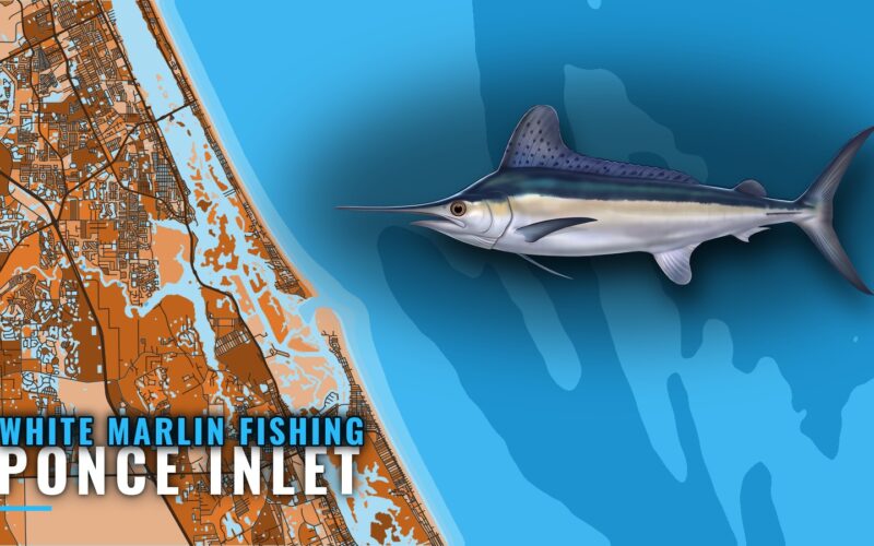 White Marlin Fishing Out of Ponce Inlet: Grounds and Runs