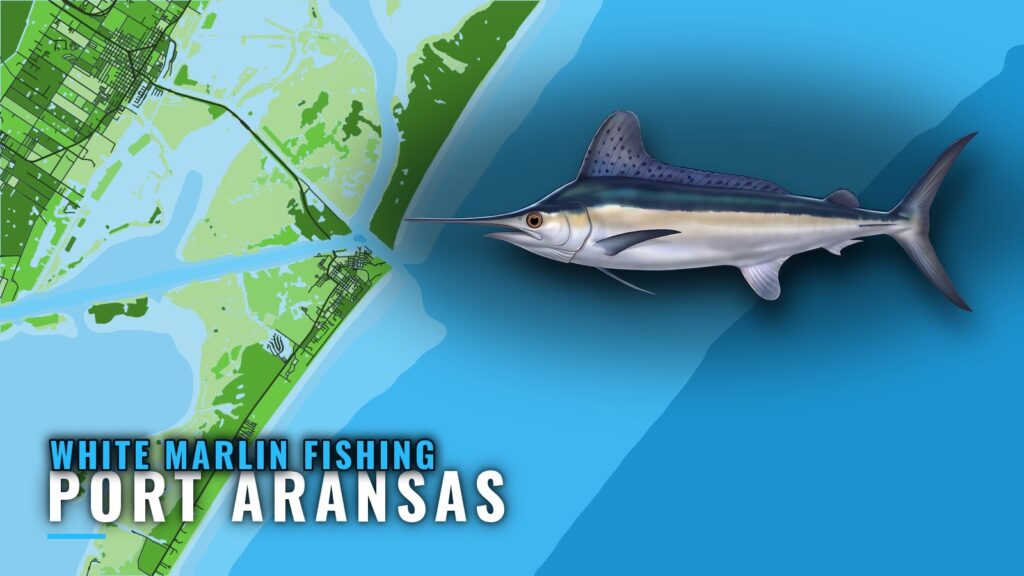 White Marlin Fishing Out of Port Aransas: Season and Reefs