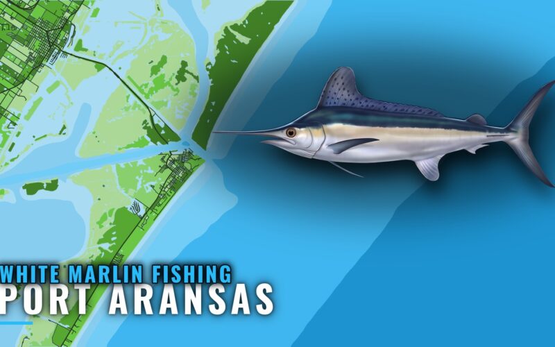 White Marlin Fishing Out of Port Aransas: Season and Reefs