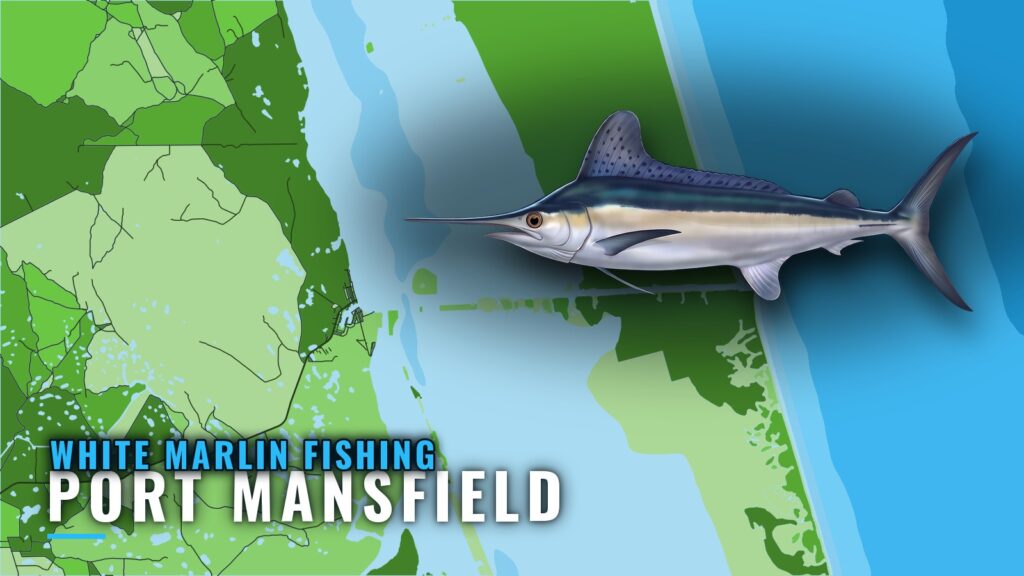 White marlin fishing out of Port Mansfield: where boats run