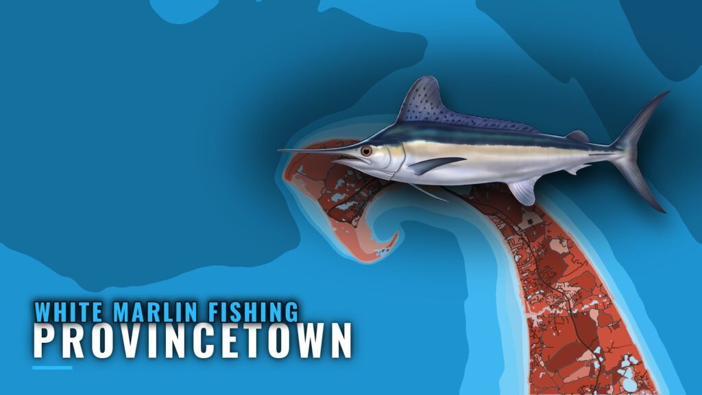 White marlin fishing out of Provincetown: the real picture