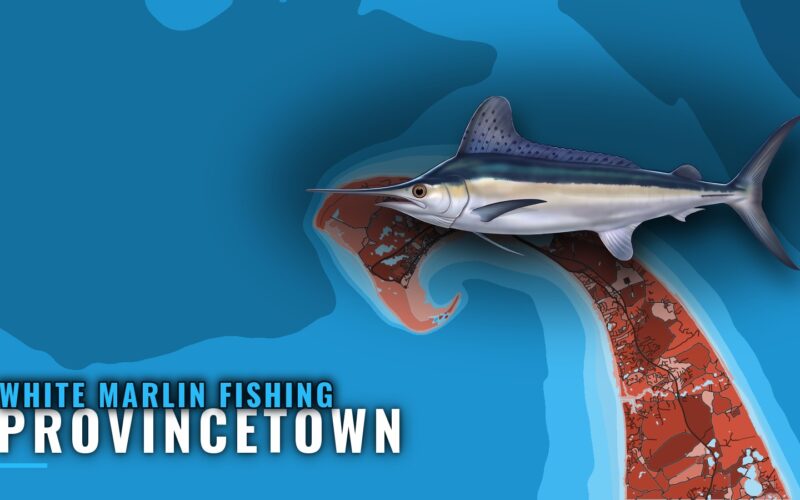 White marlin fishing out of Provincetown: the real picture